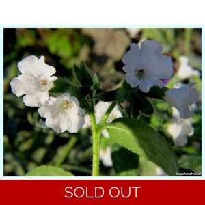 Pulmonaria 'Ice Ballet'